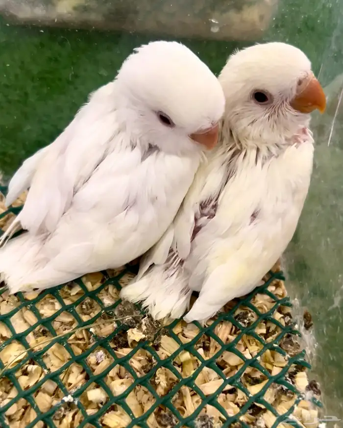 فروخ روز 2