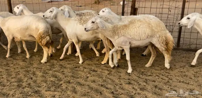 رخال مقاريب 4