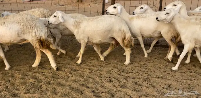 رخال مقاريب 3