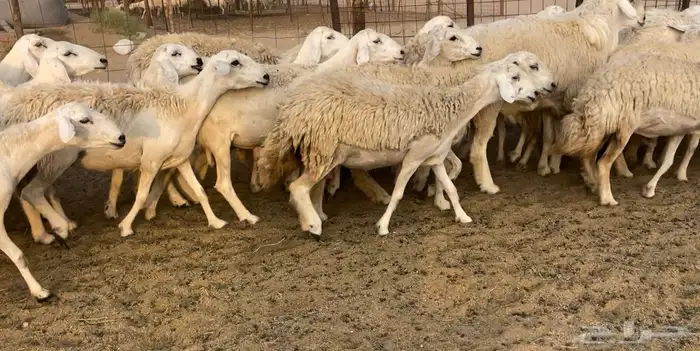 رخال مقاريب 2