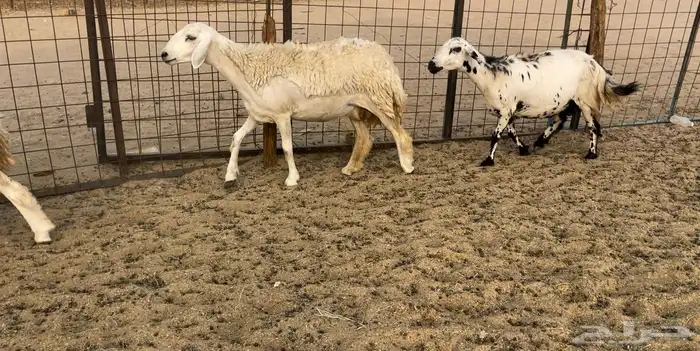 رخال مقاريب 8