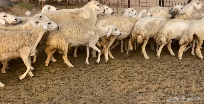 رخال مقاريب 10