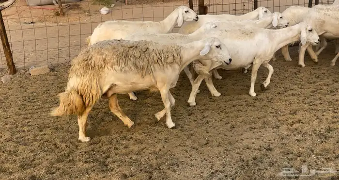 رخال مقاريب 0