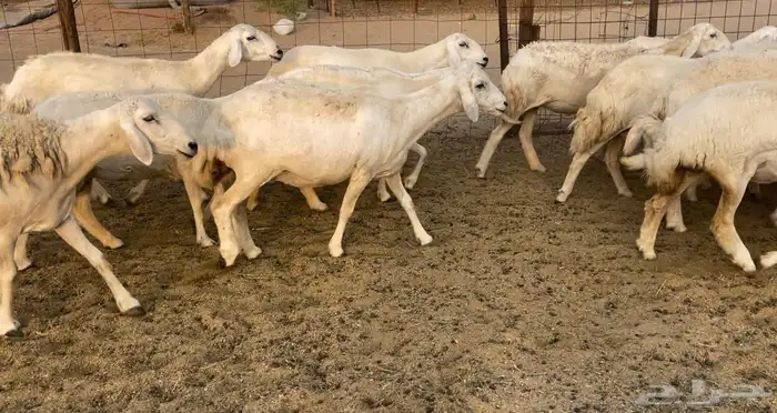 رخال مقاريب 9