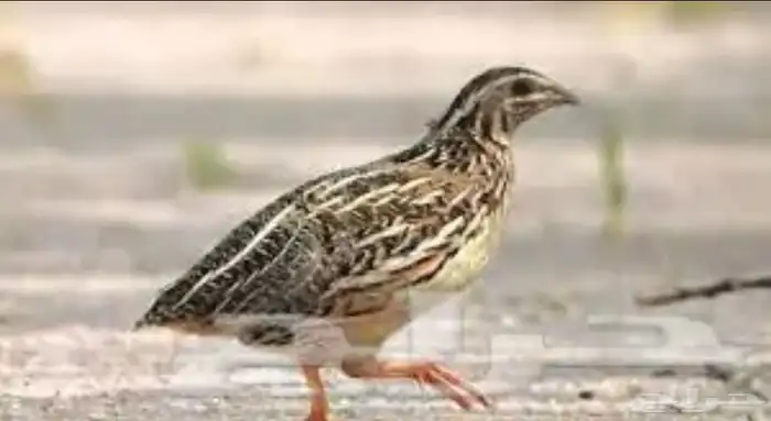 سمان ب ر ي 0