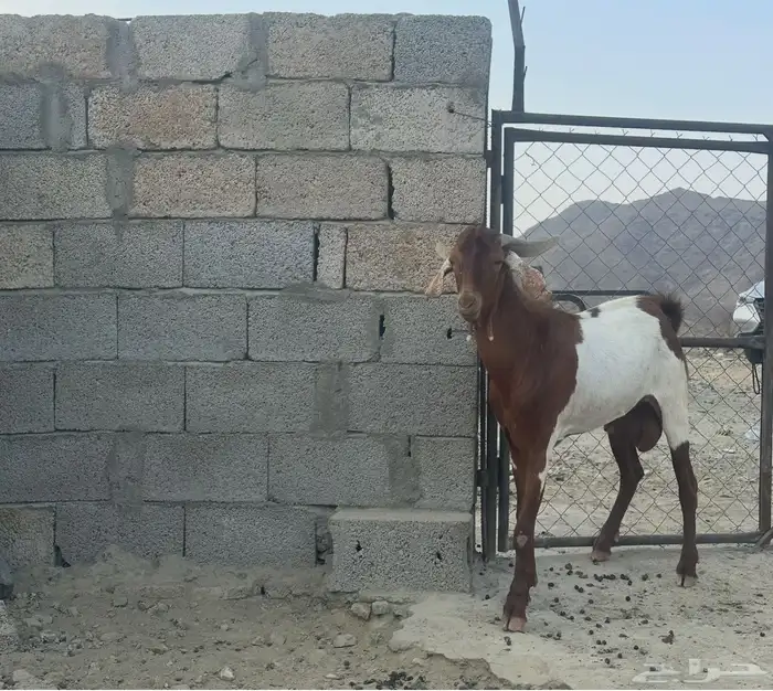 عسير 2
