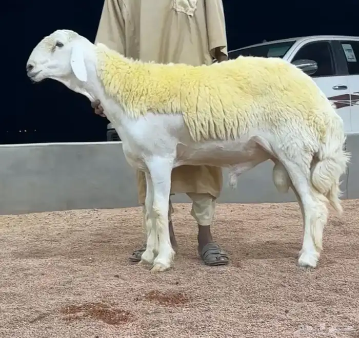 فحل حري صنف مشروط 0