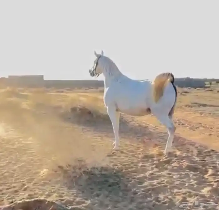 فرس مصريه بيور 0
