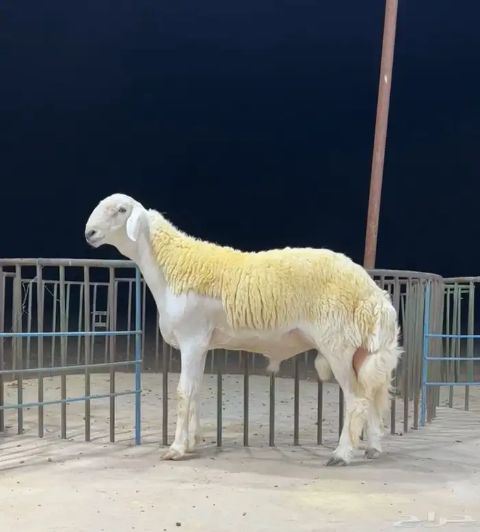 فحل حري صنف مشروط 1