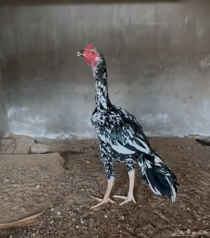 للبيع ديك سندي فوليا 2
