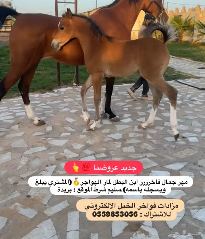 مهر فاخر مكس جمال 0