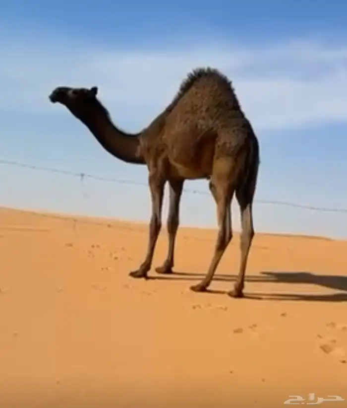 مكفي ل الذبايح الفاخره و الطازجه 2