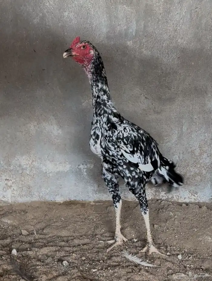للبيع ديك سندي فوليا 1