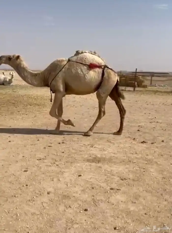 ناقه عشراء معهاء قعود اناء عرضهاء الي يبي علومها يتصل 1