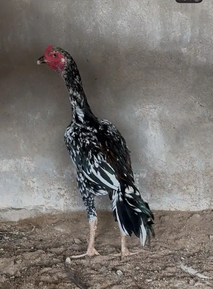 للبيع ديك سندي فوليا 0