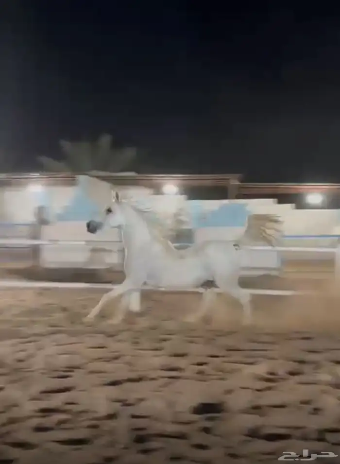 فرس مصربه بيور 1