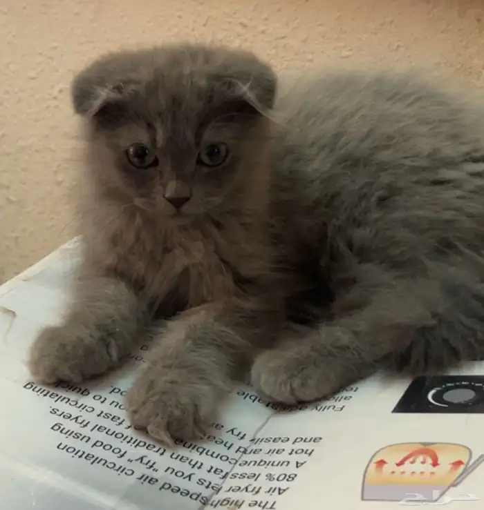 للبيع سكوتش 0