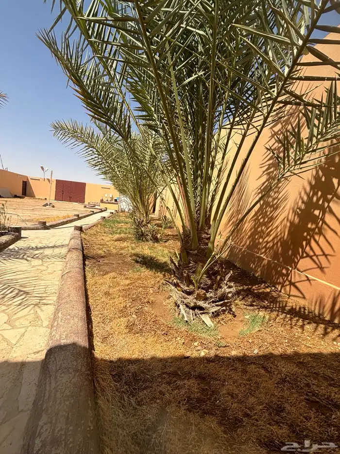 استراحة   ارض بصك واحد للبيع في ضرما 21