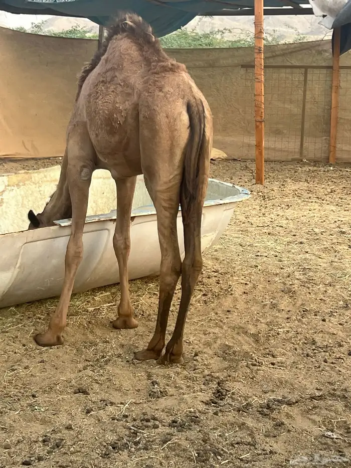 بكره تحتها بكره 2