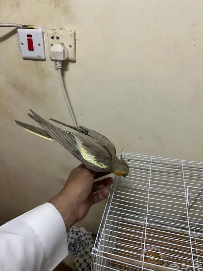 كروان اليف جددا 3