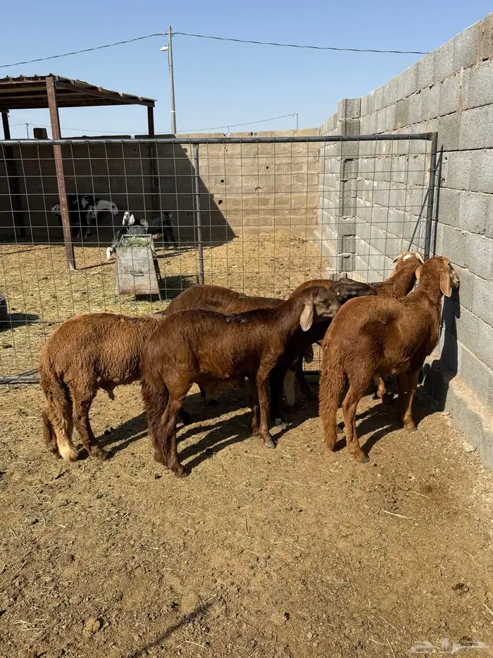 للبيع نعجه وطليان سواكن وجفار 14