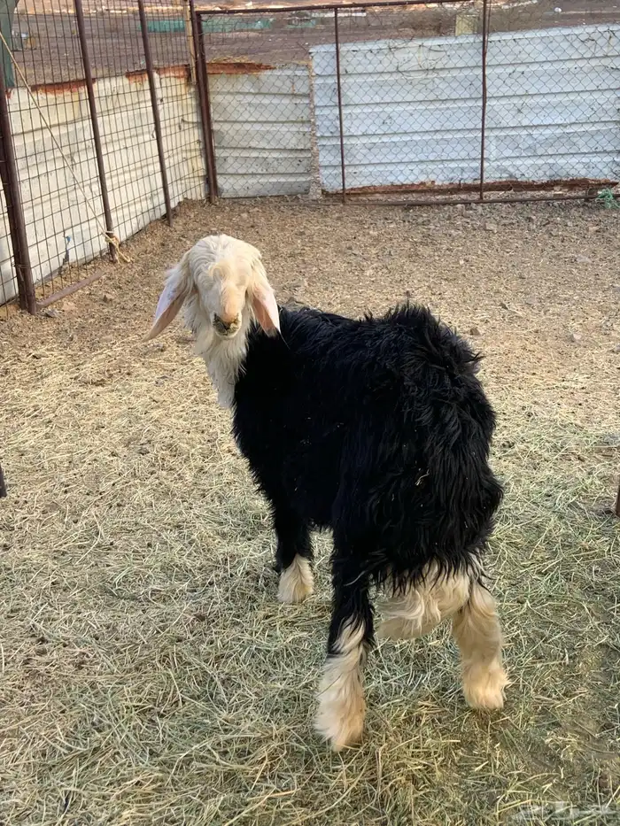 طلي نجدي طيب 3