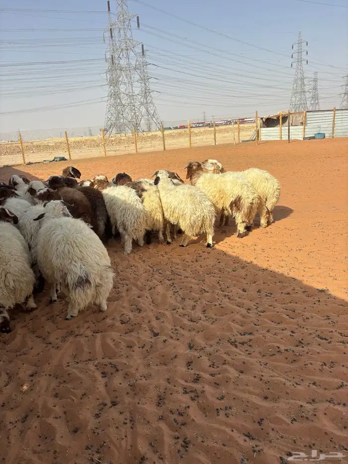 ذبائح نعيمي جبر ذبايح حري 0
