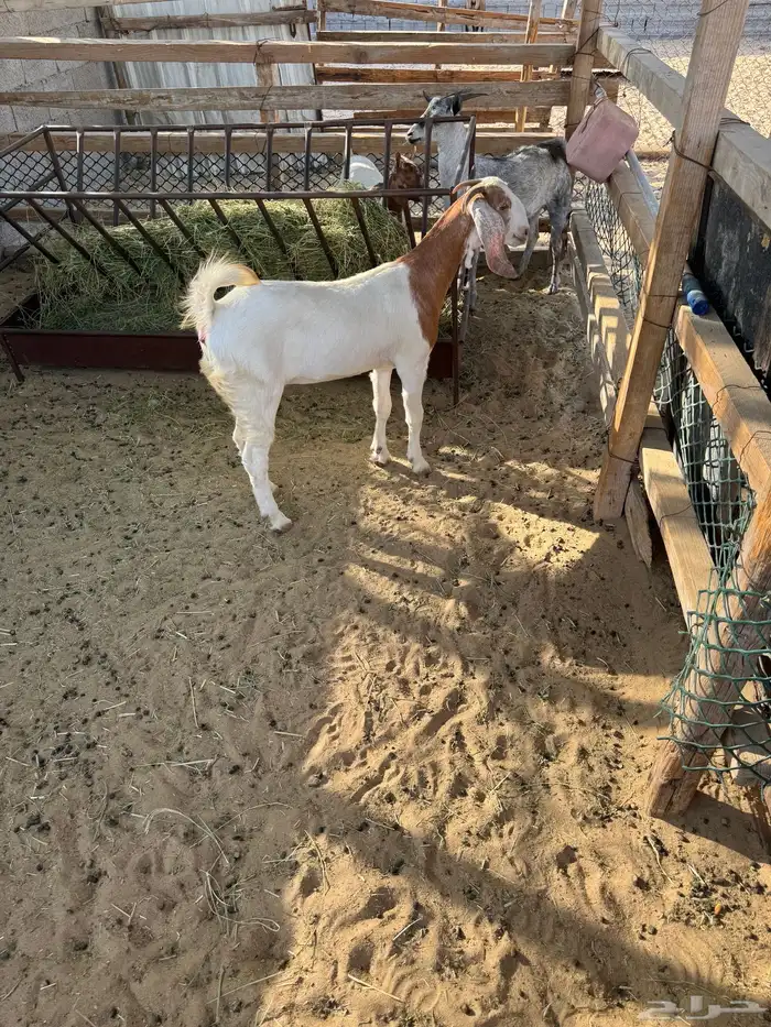 جفرة للبيع 0