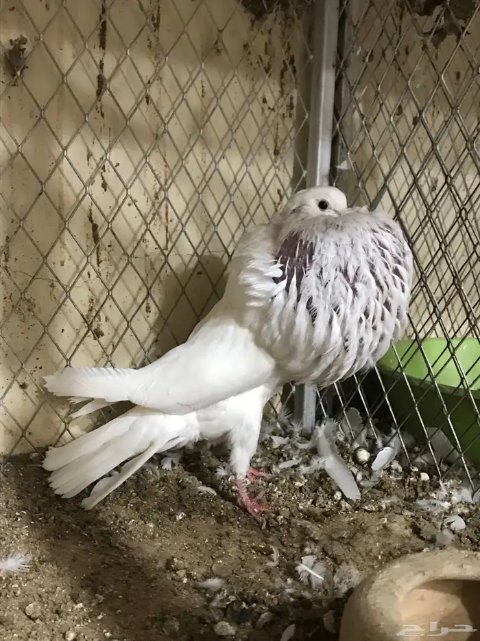 للبيع زوج نفاخ نرويجي فاااخر 3