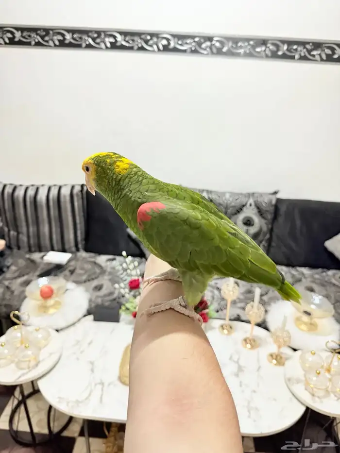 ببغاء أمازوني دبل يلو هيد ماقنا اليف ولعوب ومتكلم 4