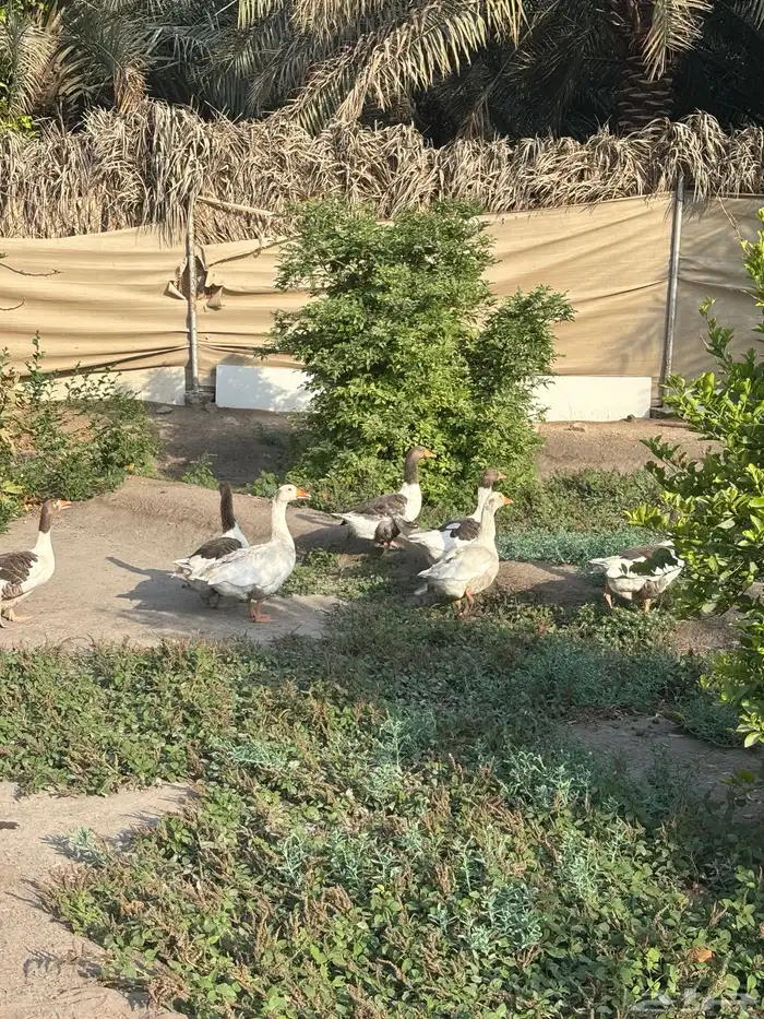 بط للبيع 11
