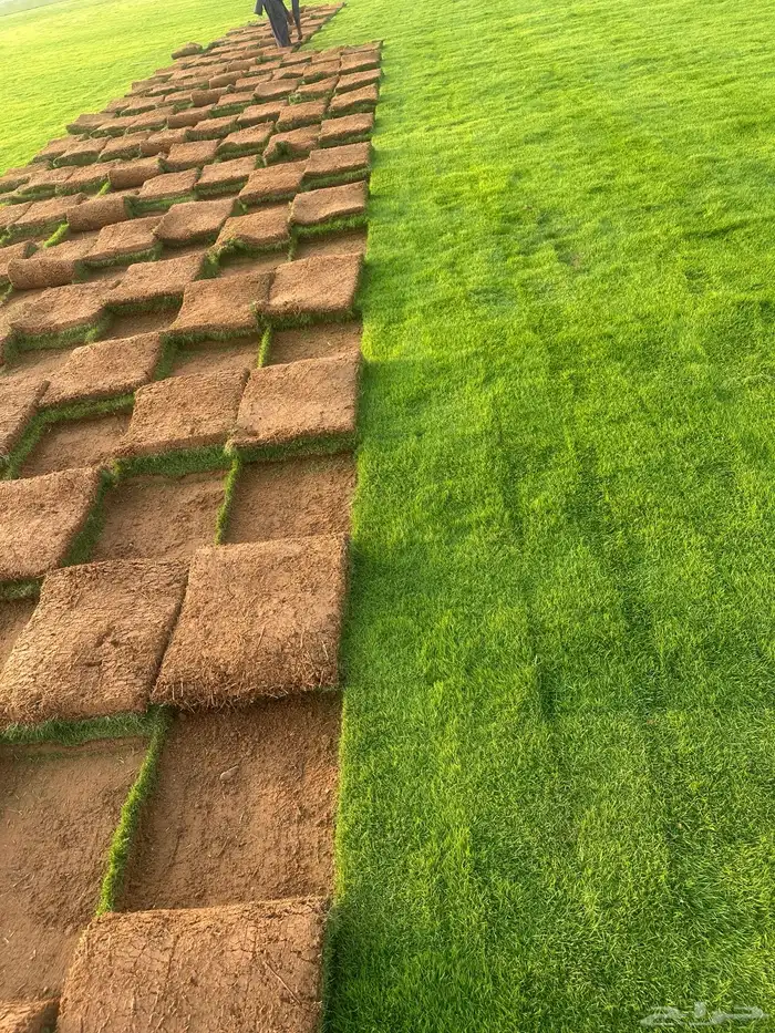 Natural Francese Grass Best Quality Pure Green And Clean 5