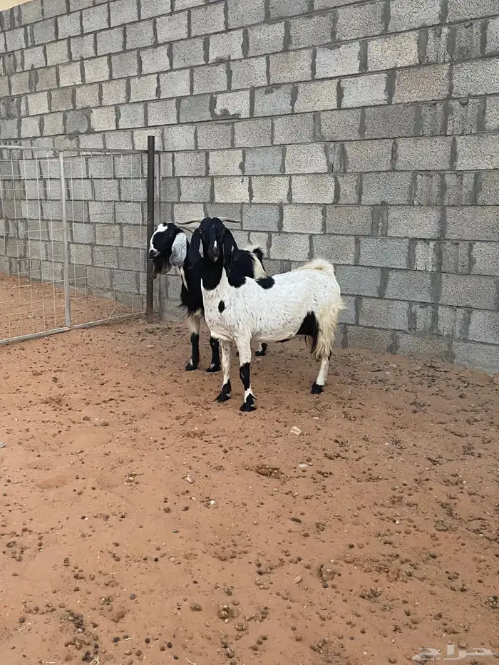 معزا مشروكه دفيع طيبه 2