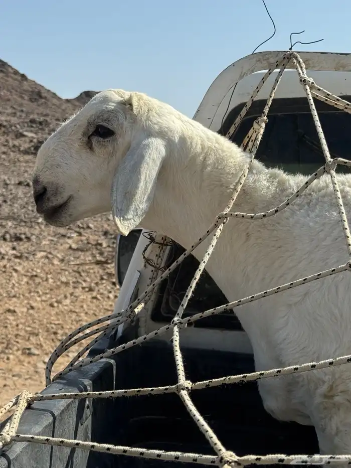 مشروع فحل ضغط عالي 5