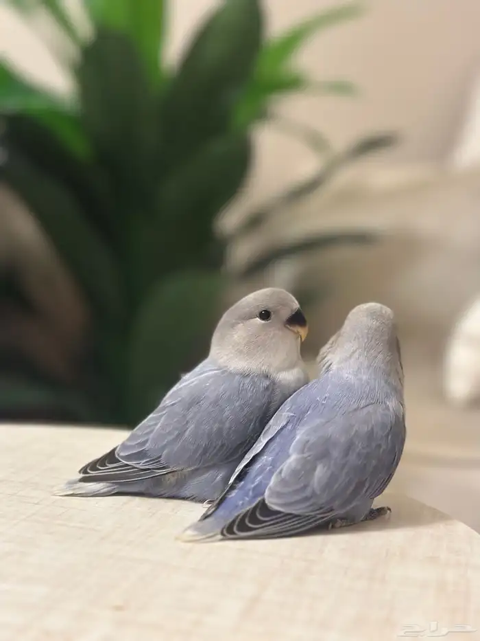 فروخ روز للبيع 2