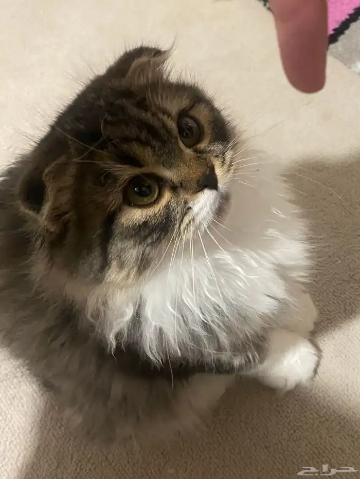 قط ذكر للتزاوج سكوتش فولد لونق هير ( - ) 2