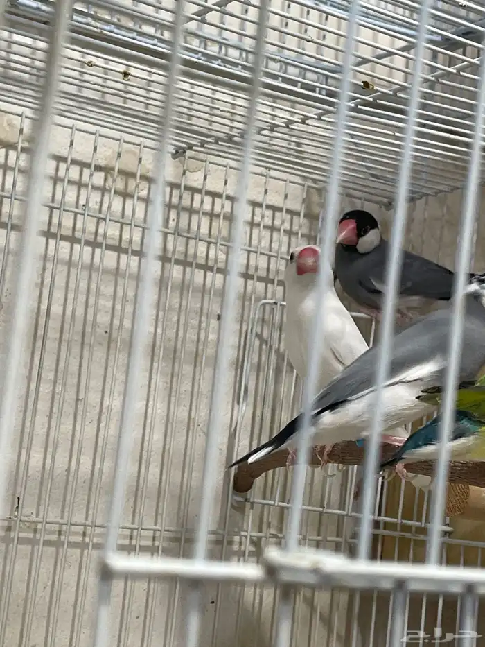 طيور جاوا فينش 0
