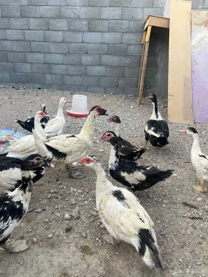 بط مسكوفي 3