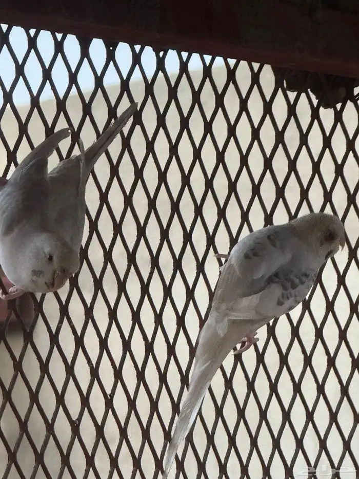 طيور بادحي(الحب) 2