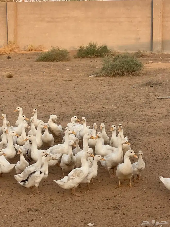 بط بكيني 0
