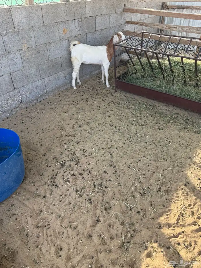 جفرة للبيع 3