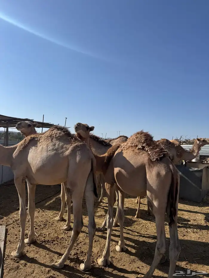 قعدان للبيع 1