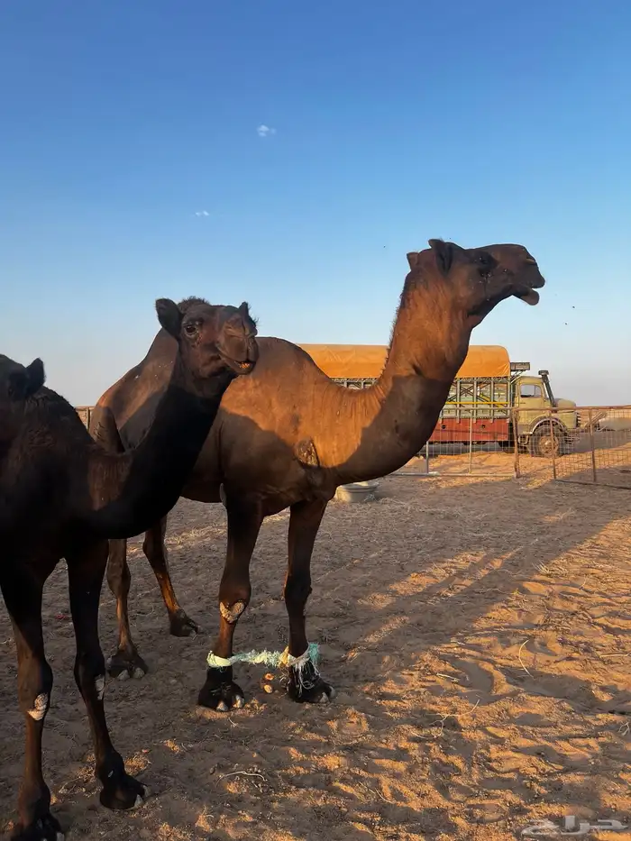 فحل مجاهيم شرط ضراب وعشار 11