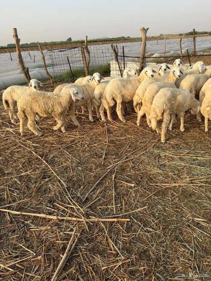 بهم وسط 31 2