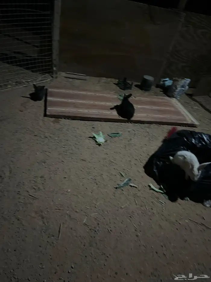 ارانب للبيع عدد 12 حبه 0