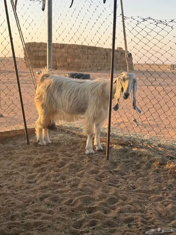 عنز مشروكه طيبه 0