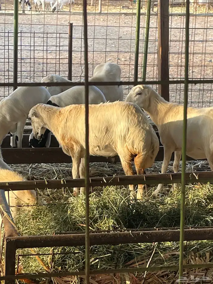 غنم رفيديات العدد 17 فيها 2 ولد وفيها دفيع الغنم ممتازة ا 3