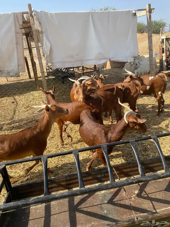 معزا محايلات 6