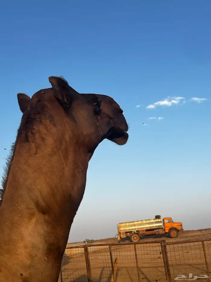 فحل مجاهيم شرط ضراب وعشار 8