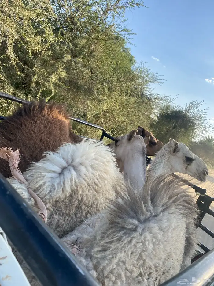 حشوان للبيع جمله او تفريد بلدي وعلى حليب اماتها وشي فاخر 3